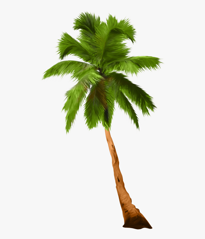 Palm Trees, HD Png Download