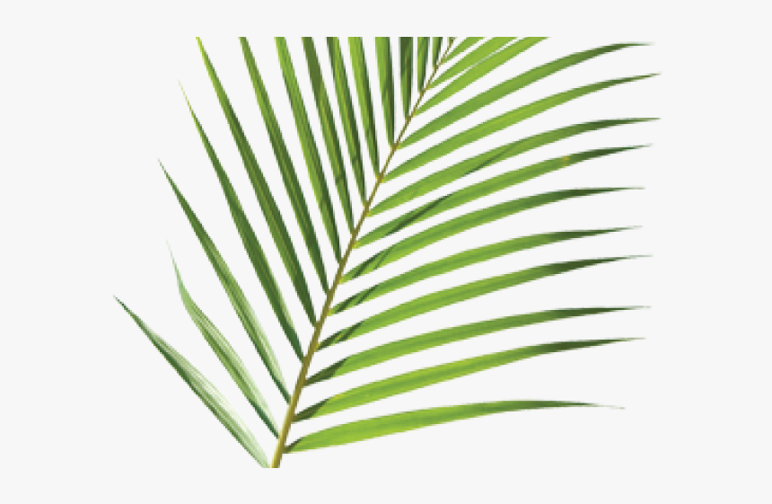 Palm Branch Cliparts - Palm Sunday Palm Transparent, HD Png Download