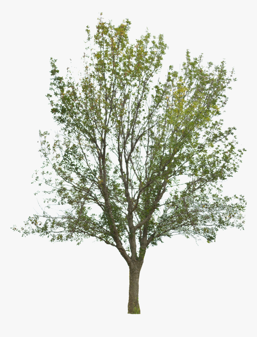 Tree, Tree With Leaves, Forest, Nature, Timber - Pond Pine, HD Png Download