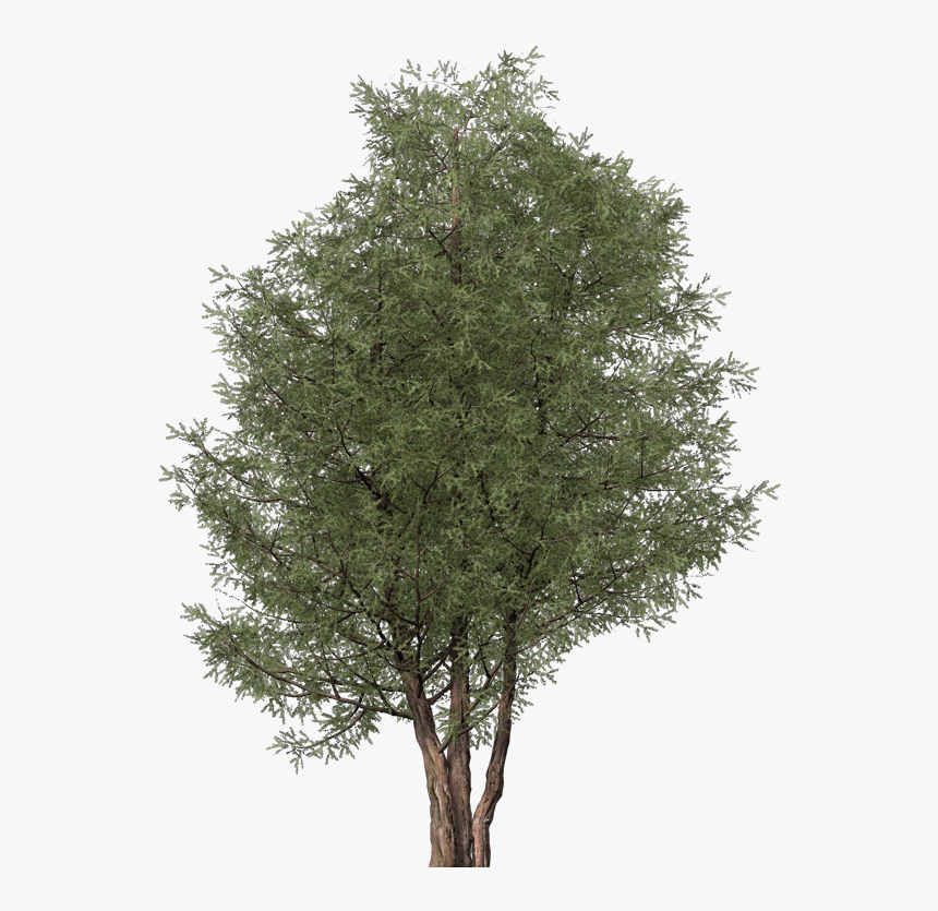Ash Tree Cut Out - Ash Tree Png, Transparent Png