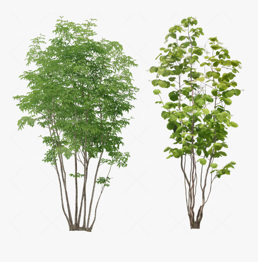 Plant Clipart Transparent Background - Small Tree Png, Png Download