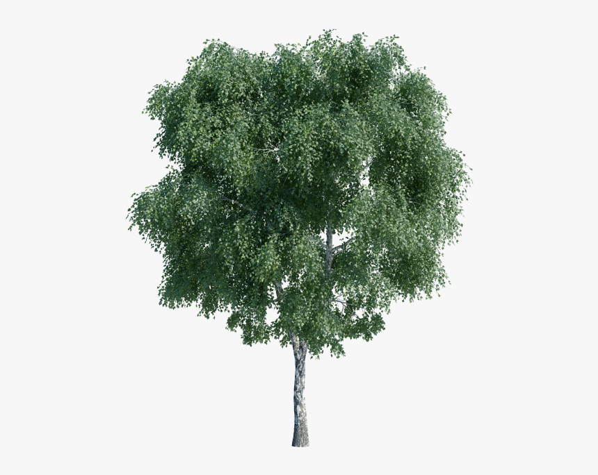 River Birch Png, Transparent Png
