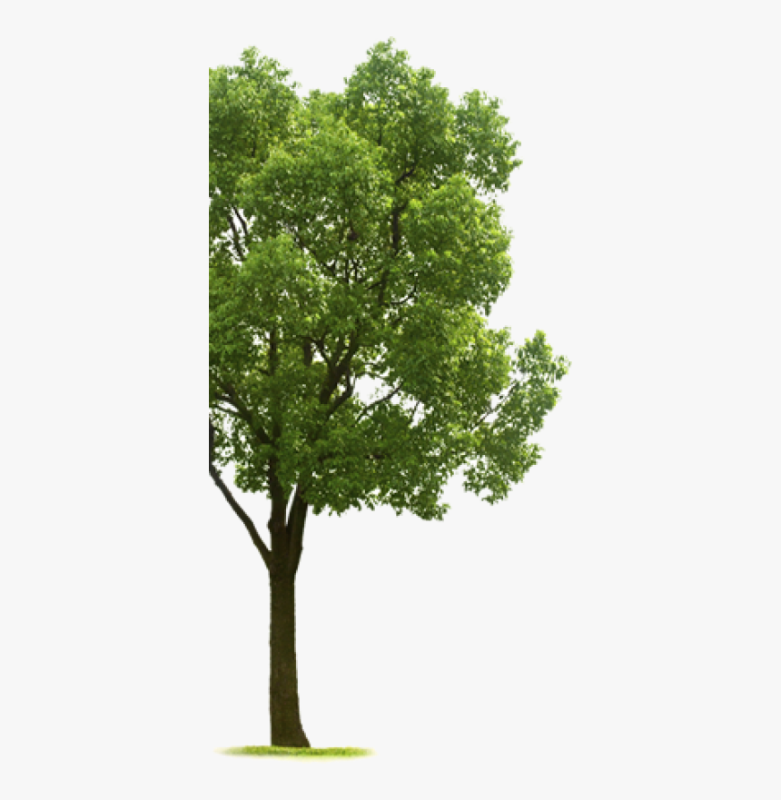 Tree Side Png 1 » Png Image - Tree On The Side, Transparent Png ...