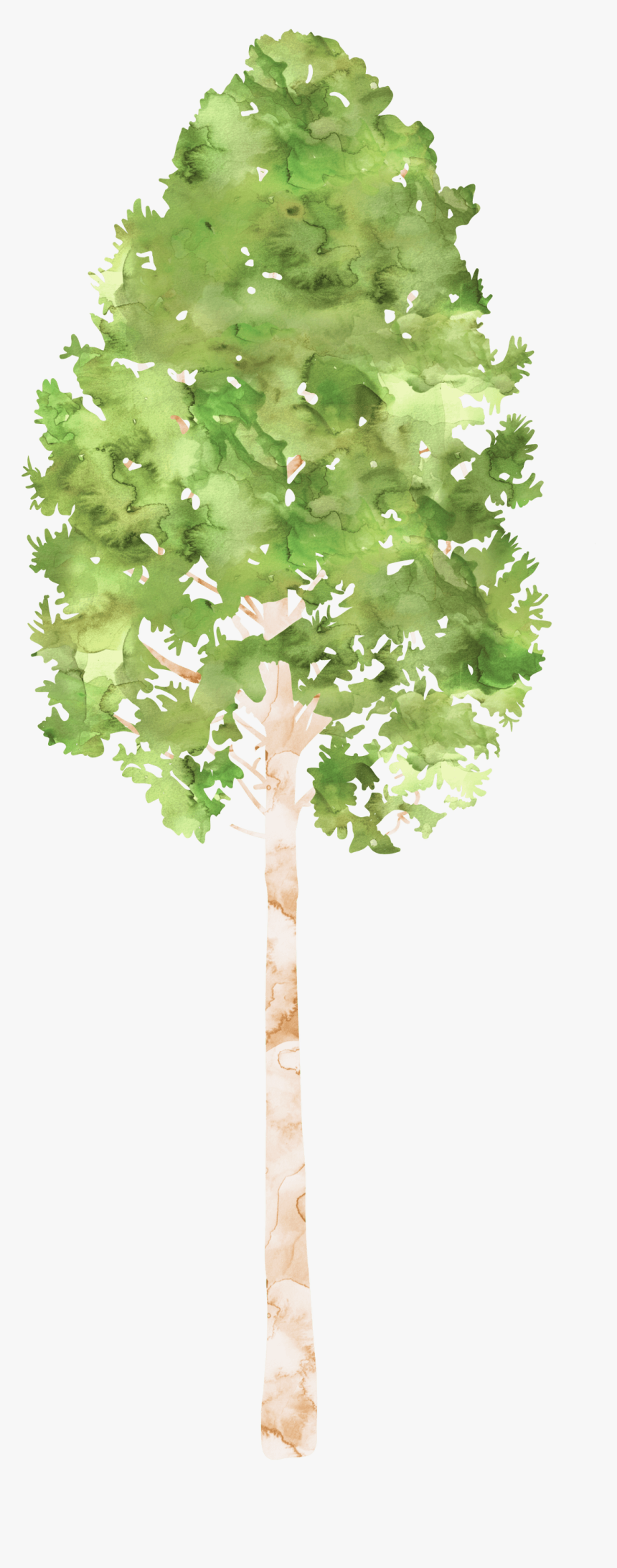 Transparent Camping Trees Clipart - Canoe Birch, HD Png Download