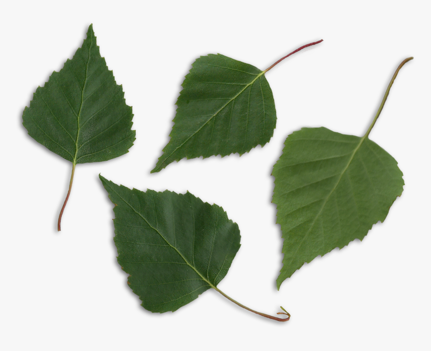 Betula Pendula Scanned Leaves - Birch Leaf Png, Transparent Png