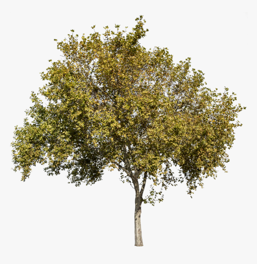 Platanus Occidentalis Png, Transparent Png