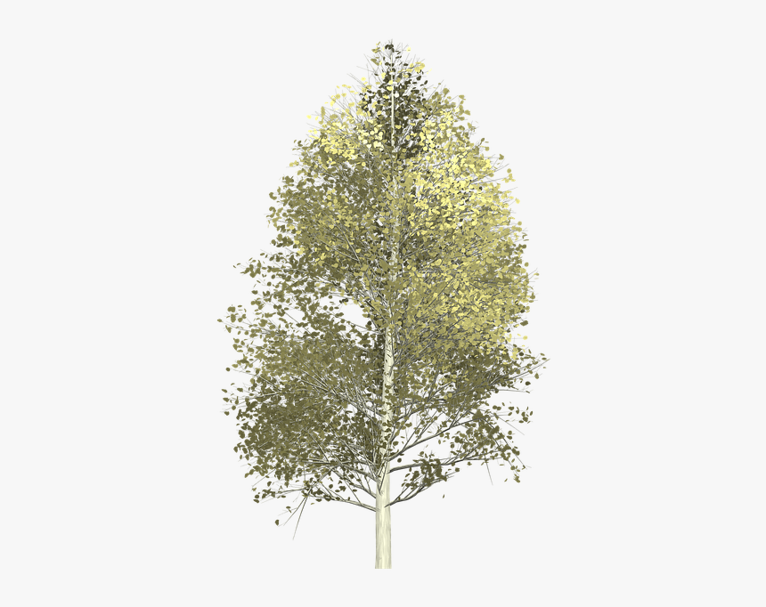 Aspen, Tree, Painted Tree, Nature, Yellow - Aspen Tree Transparent Background, HD Png Download