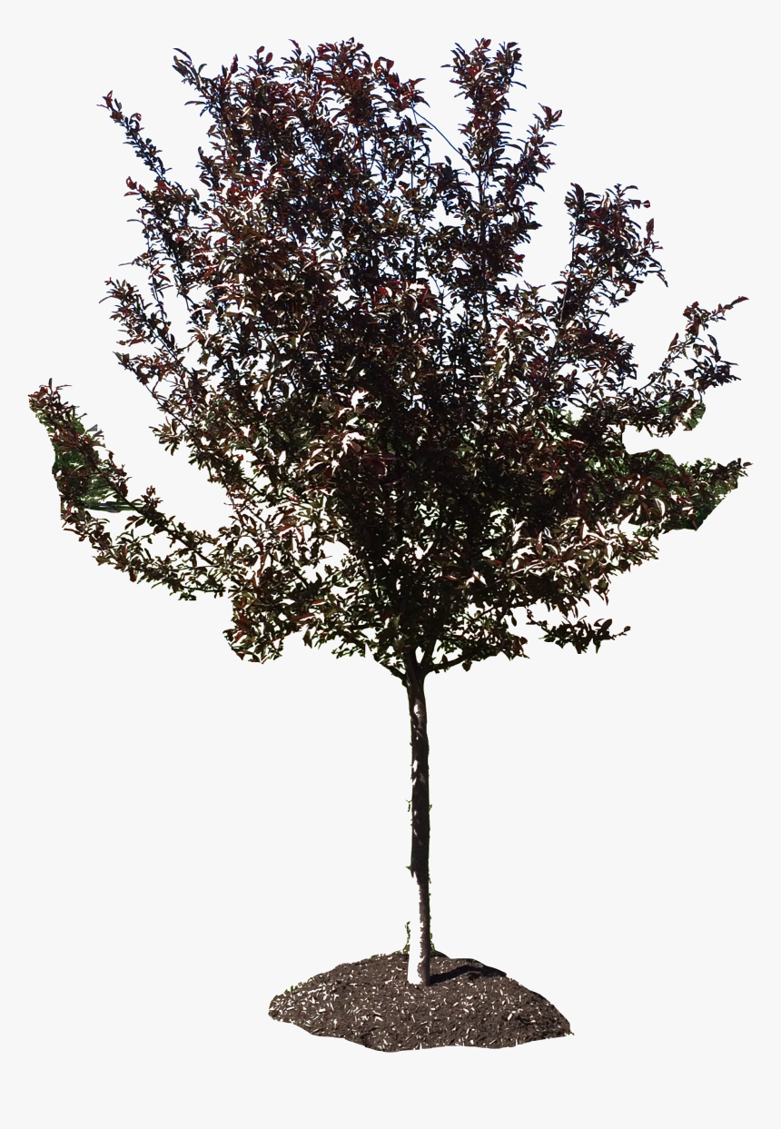 River Birch, HD Png Download