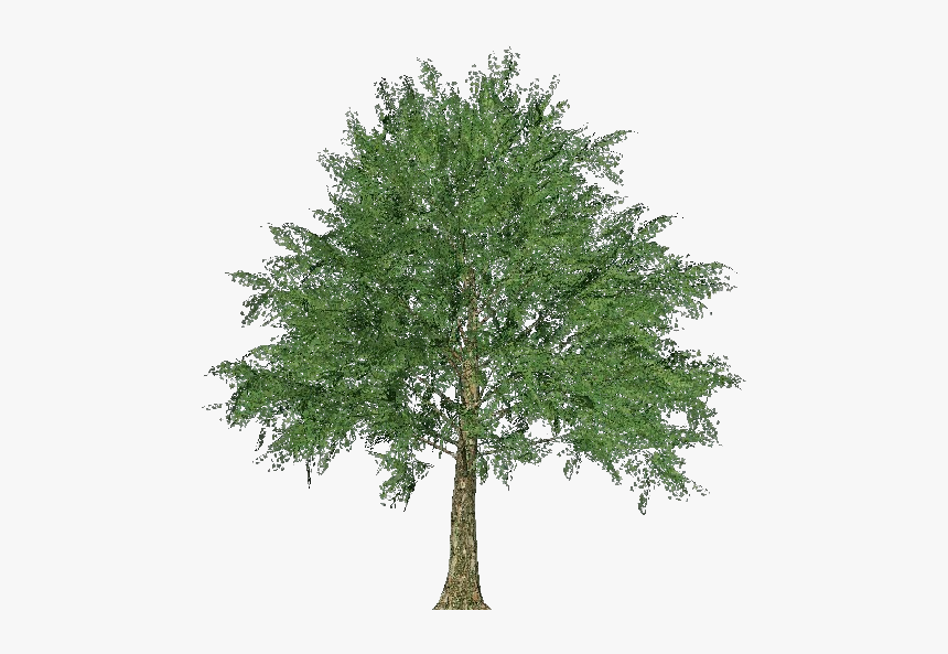 3d Trees - Norway Maple - Acca Software - Sketch Of Norway Maple Tree, HD Png Download