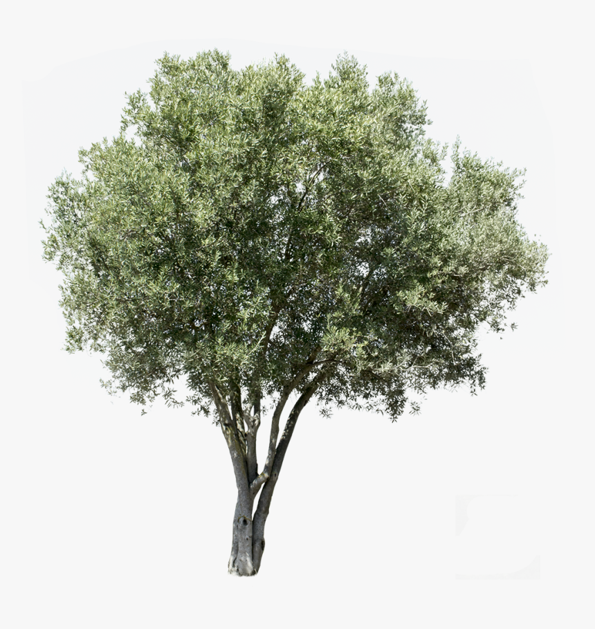 Transparent Background Olive Tree Png, Png Download , Transparent Png