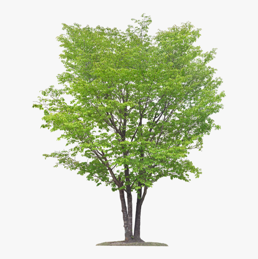 #tree #birch #greenery #overlay Pub Dom Ca #freetoedit - Multi Stem Tree Png, Transparent Png