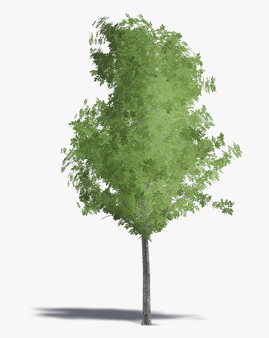 Cathay Walnut, HD Png Download