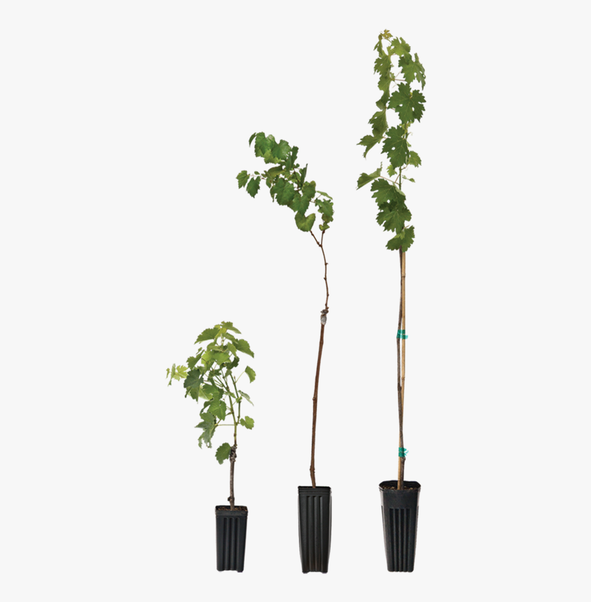 Houseplant, HD Png Download