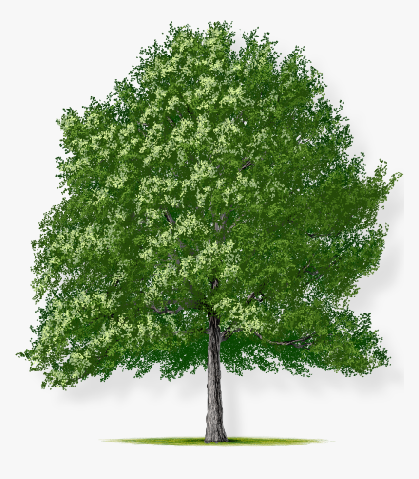 Southern Red Oak Png, Transparent Png