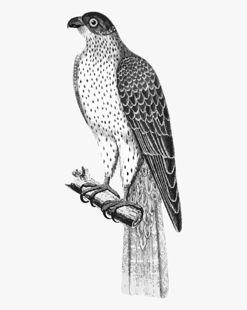 Falco Umbrinus - Red-tailed Hawk, HD Png Download