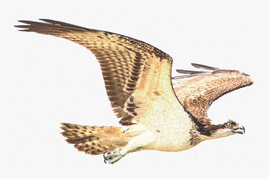 Amaro Delle Terre Del Falco Ad Multiservice Srls - Osprey, HD Png Download