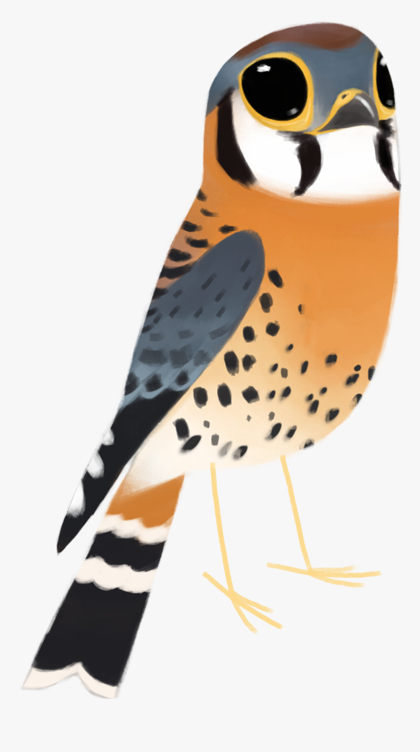 Crow Clipart Stylised - Falco Sparverius Png, Transparent Png