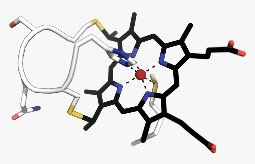 Apo Cytochrome C, HD Png Download