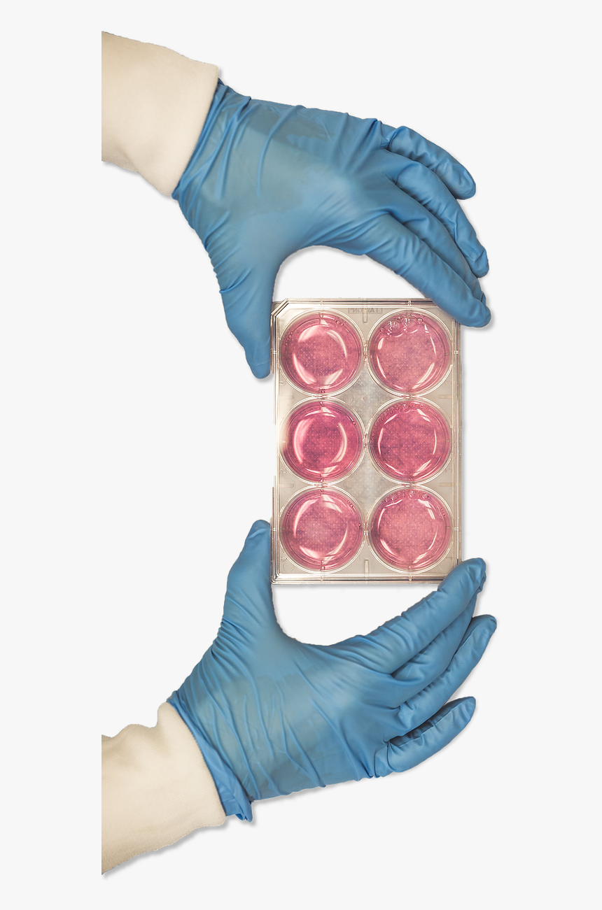 Hand And Dishes - Medical Glove, HD Png Download