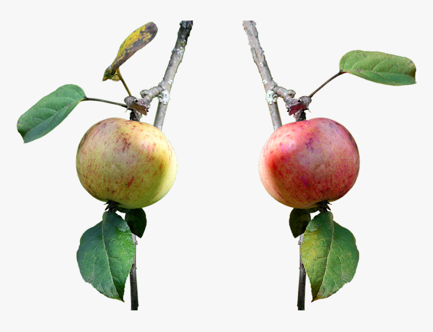 Apple, Branch, Fruit, Nature, Leaves, Red, Red Apple - Apple, HD Png Download