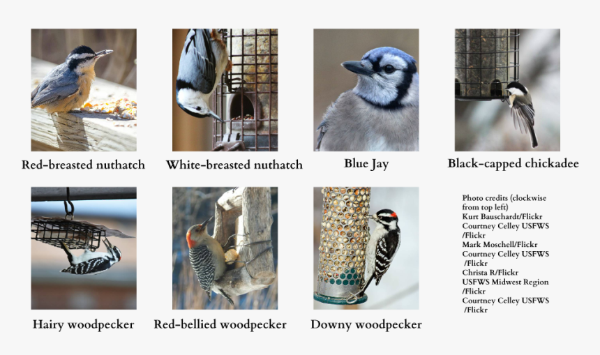 Blue Jay, HD Png Download
