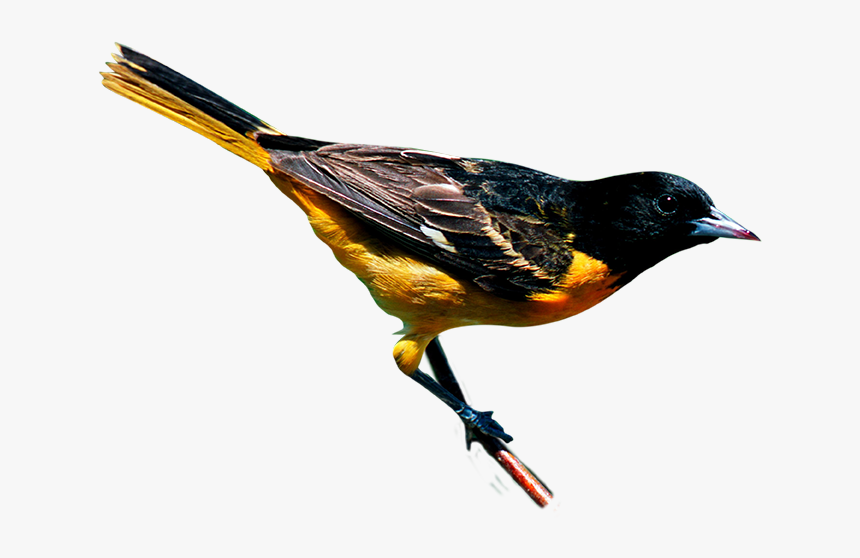 Oriole Png, Transparent Png