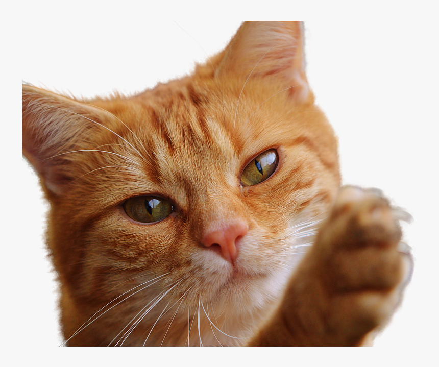 Cat, Isolated, Feline, Render, Png, Pet, Animal, Gata - แมว Png, Transparent Png