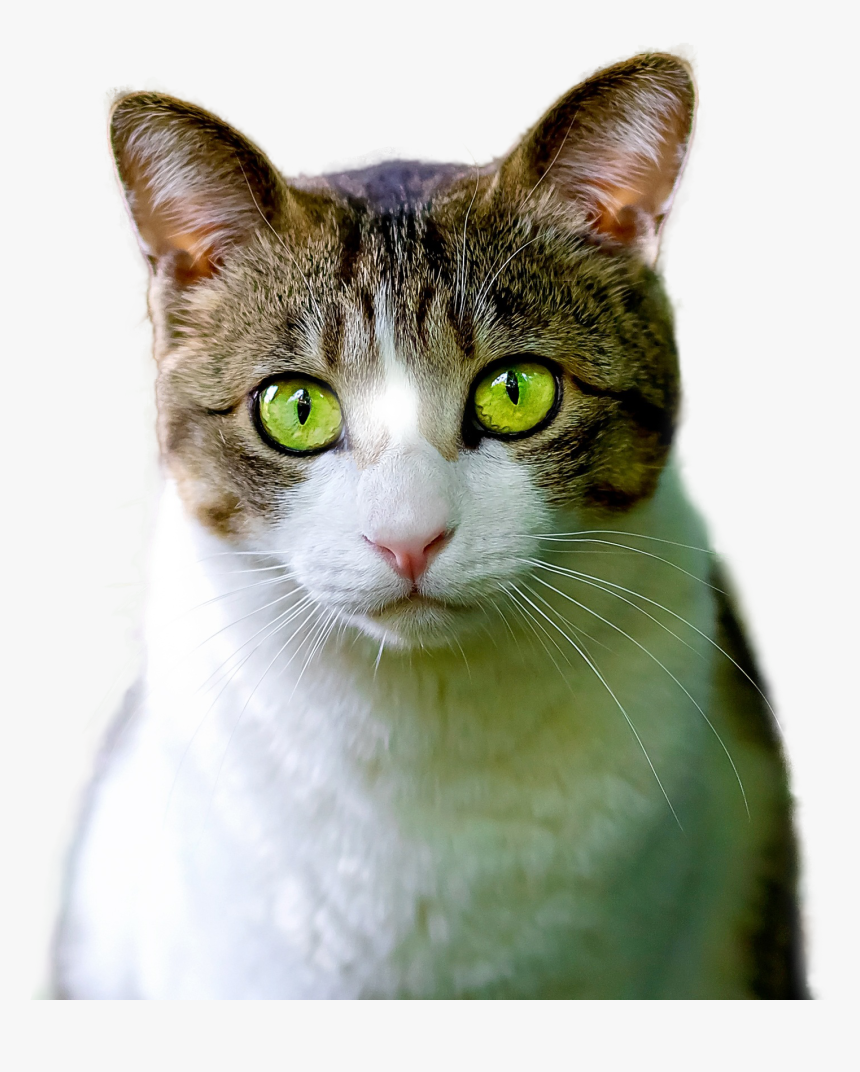 Cat Isolated Feline Free Photo - Animal Render, HD Png Download
