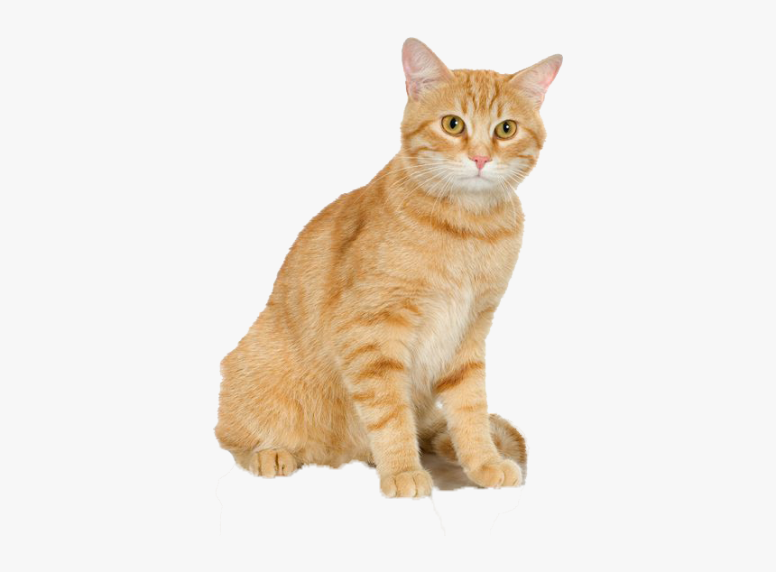 Cats Png Free Pic - Cat Shaped Cat Scratcher, Transparent Png