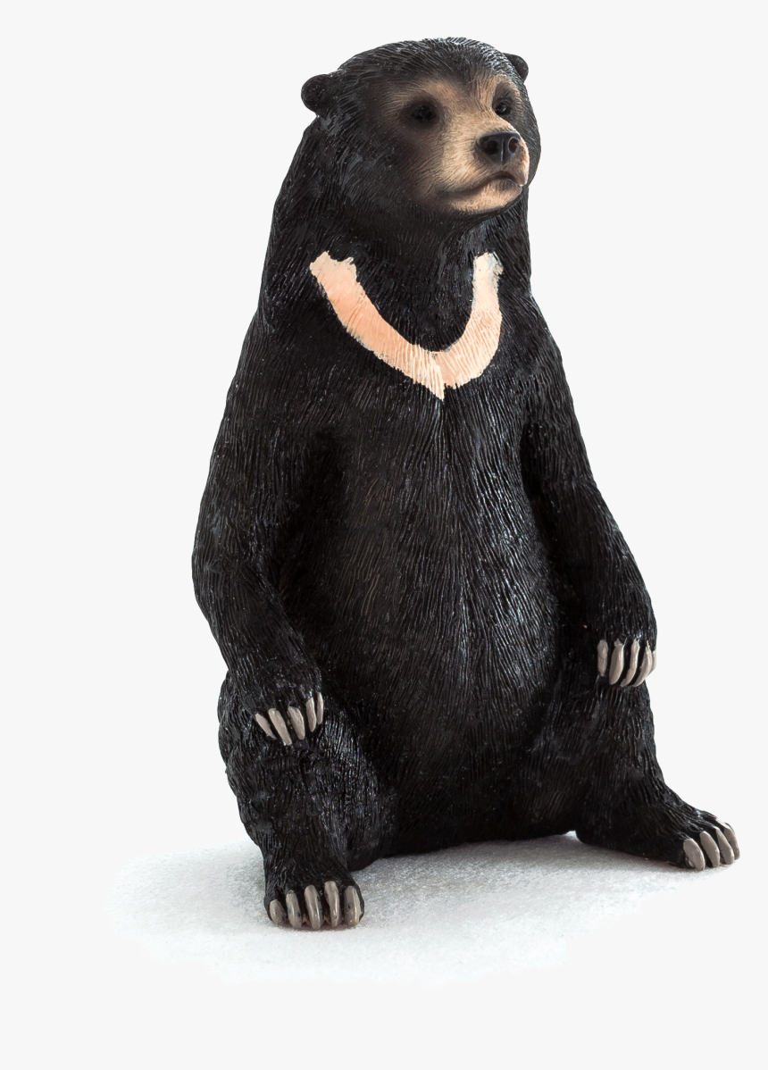 Sun Bear, HD Png Download , Transparent Png Image - PNGitem