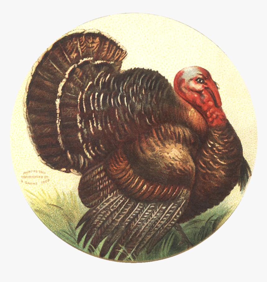 Free Image Friday - Vintage Thanksgiving Clipart, HD Png Download