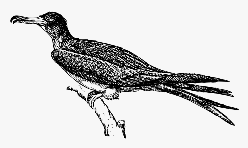 Bird Frigate Feathers - Wild Turkey Images Clip Art, HD Png Download