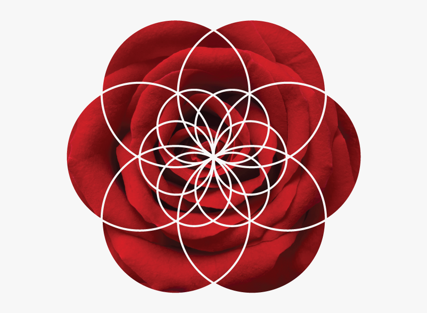 Graduation Clipart Maroon - Elizabeth Wilcock, HD Png Download