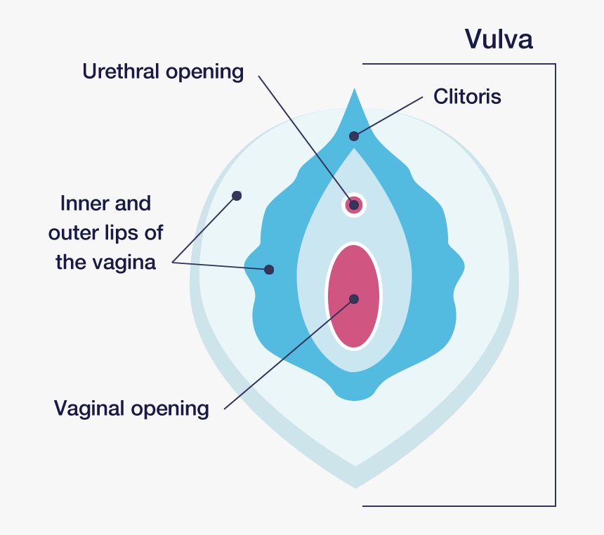 Vula Of The Vagina, HD Png Download
