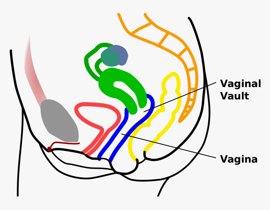 Vault Vagina - Tampao Vagina, HD Png Download