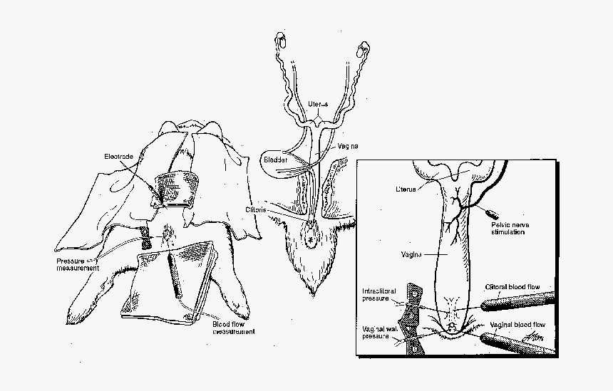Transparent Vagina Png - Rabbit Vagina, Png Download