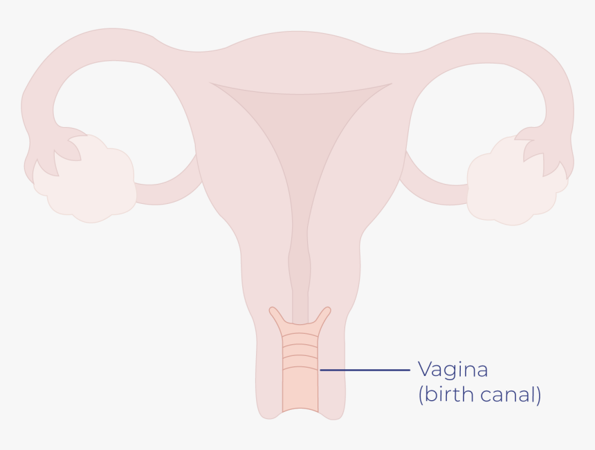 Image Module - Cartoon, HD Png Download