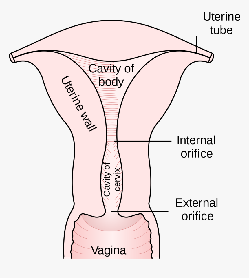 External Os Of The Uterus, HD Png Download