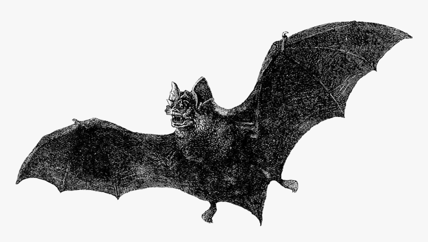 Dracula , Png Download - Antique Vintage Bat Illustration, Transparent Png