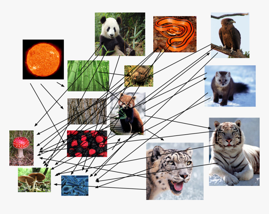 Food Web Of The Red Panda, HD Png Download
