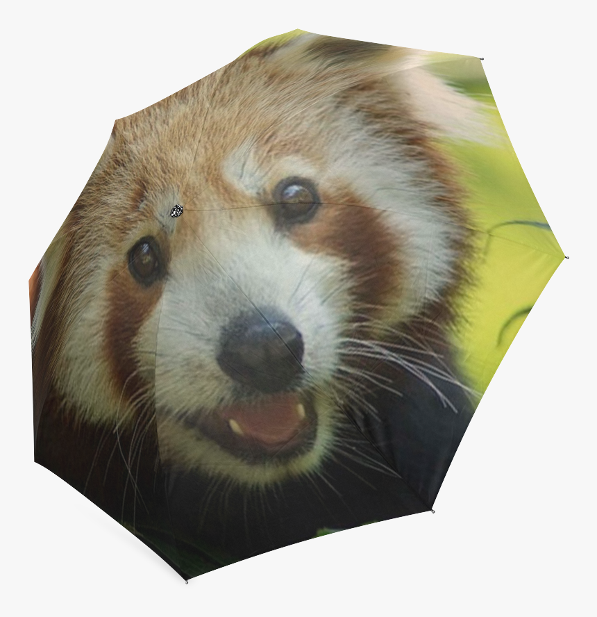 Red Panda Png, Transparent Png