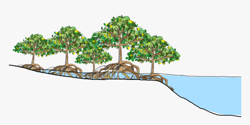 Cbemr A Successful Method - Mangrove Forest Clipart, HD Png Download