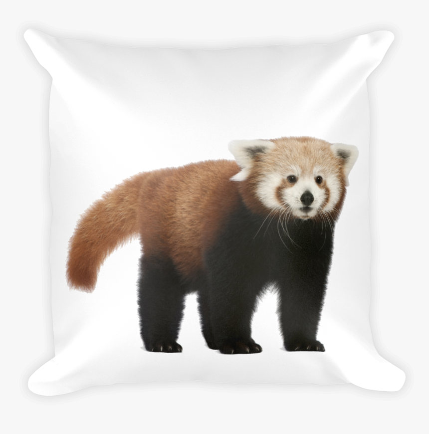 Class Lazyload Lazyload Mirage Cloudzoom Featured Image - Red Panda No Background, HD Png Download