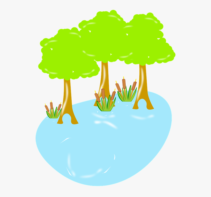 Swamp, Biology, Wildlife, Nature, Wetland, Water, Wild - Illustration, HD Png Download