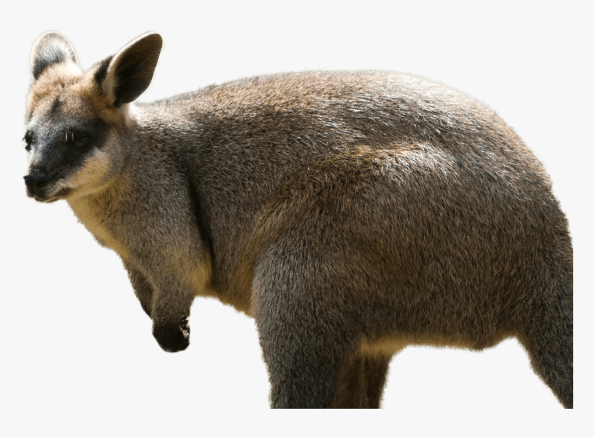 Валабі Png, Transparent Png