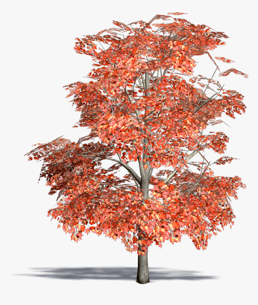 Red Maple, Swamp Maple3d View 
 Class Mw 100 Mh 100 - Arbol De Maple Dibujo Png, Transparent Png