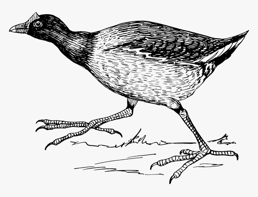 Coot Bird Clipart, HD Png Download