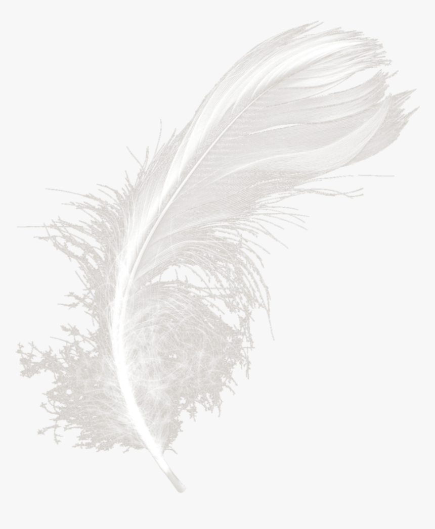 #mq #white #feather #feathers - Monochrome, HD Png Download