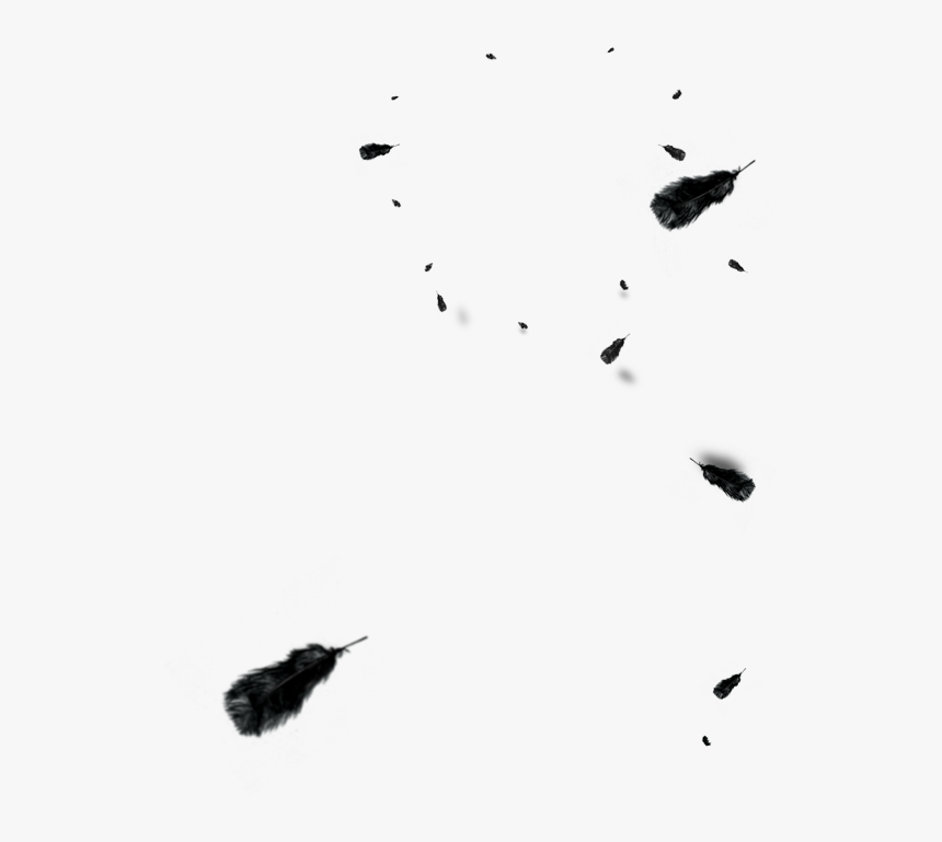 And Floating Euclidean Vector Black Feather White Clipart - Feather, HD Png Download