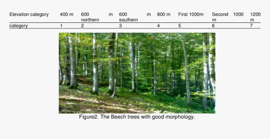Transparent Tree Elevation Png - Spruce-fir Forest, Png Download
